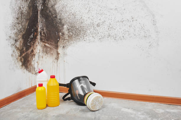 Best Crawl Space Mold Remediation in Troy, IL