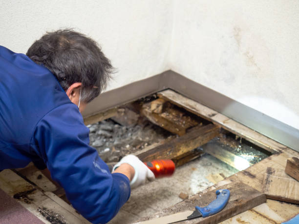 Trusted Troy, IL Mold Remediation Experts