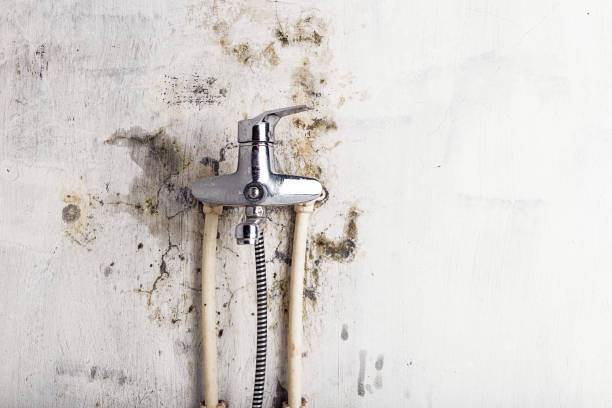 Best Basement Mold Remediation in Troy, IL