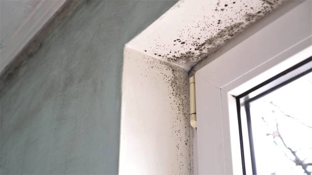 Best Basement Mold Remediation in Troy, IL