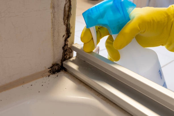 Best Mold Testing and Inspection Services in Troy, IL