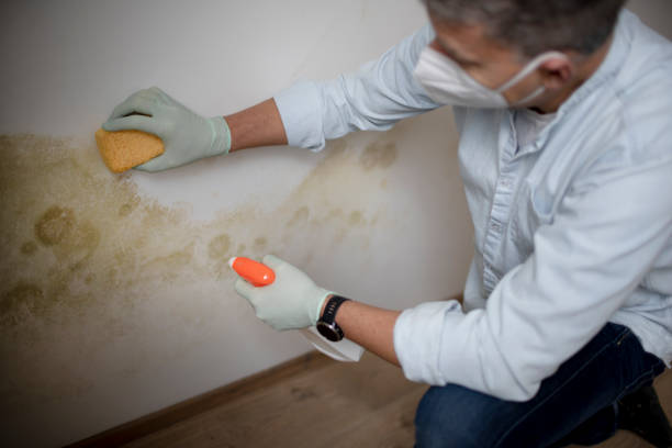 Best Mold Remediation for Schools in Troy, IL