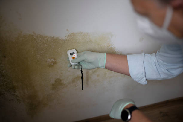 Best Industrial Mold Remediation in Troy, IL