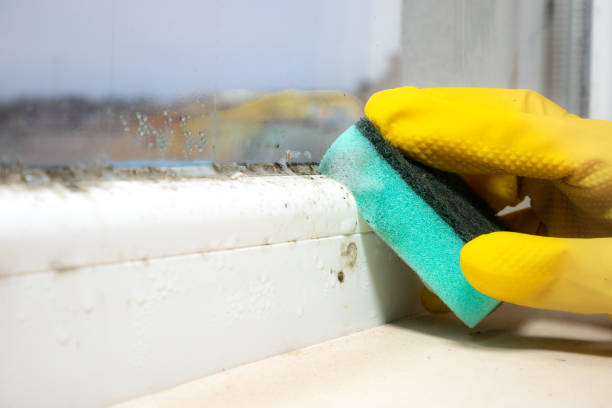 Best Attic Mold Remediation in Troy, IL