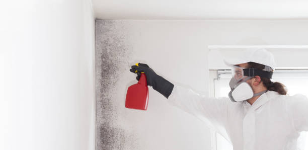 Best Kitchen Mold Remediation in Troy, IL