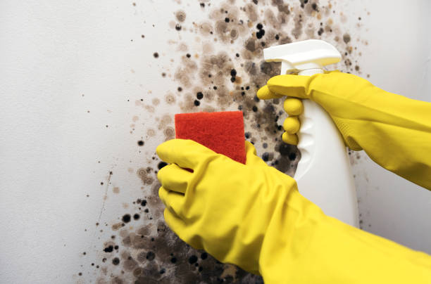 Best Residential Mold Remediation in Troy, IL