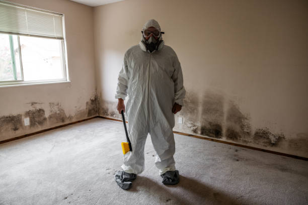 Best DIY Mold Remediation Support Services in Troy, IL