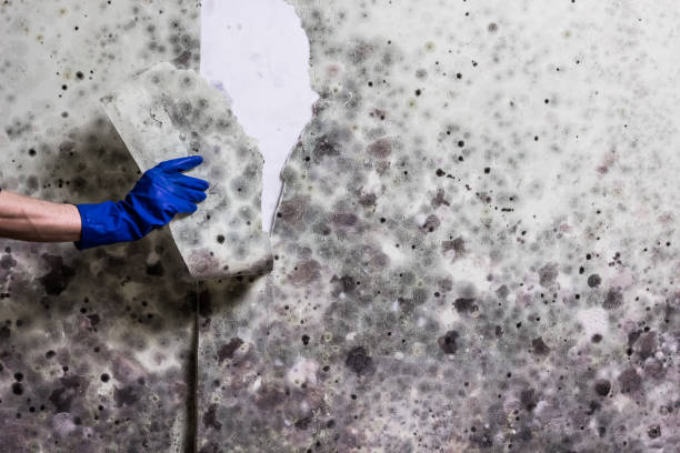 Best DIY Mold Remediation Support Services in Troy, IL